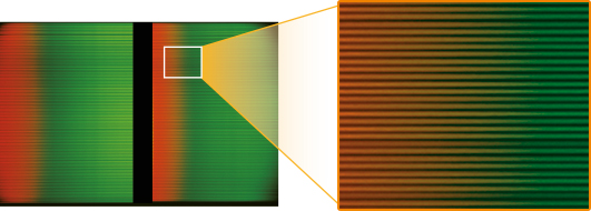 2次元多共焦点ラマン顕微鏡のCCD上で観測されるスペクトルイメージ