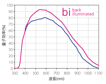 センサー量子効率曲線(青曲線:pco.panda4.2、赤曲線:pco.panda4.2-BI)