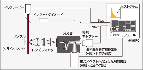 蛍光寿命・蛍光スペクトル測定システム 構成例