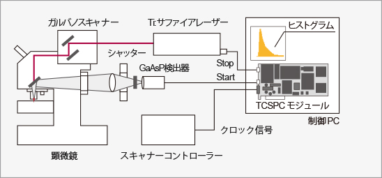 蛍光寿命イメージング測定システム 構成例