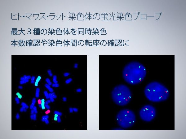 Whole Chromosome Painting Probes Chromosome Analysis Equipments