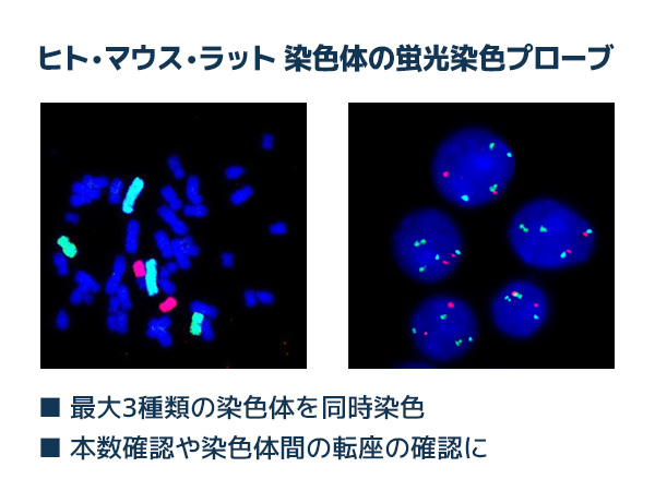 染色体用FISHプローブ