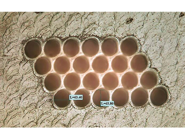 ポリイミド（厚さ0.8mm)、穴あけ、径60µm