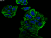 細胞のタイムプラス画像