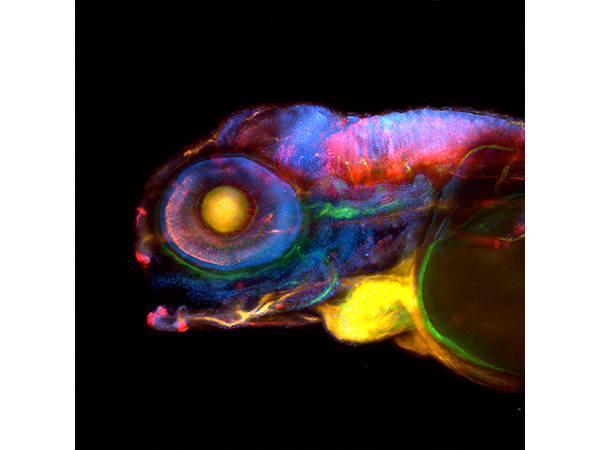 顕微鏡内のゼブラフィッシュの写真