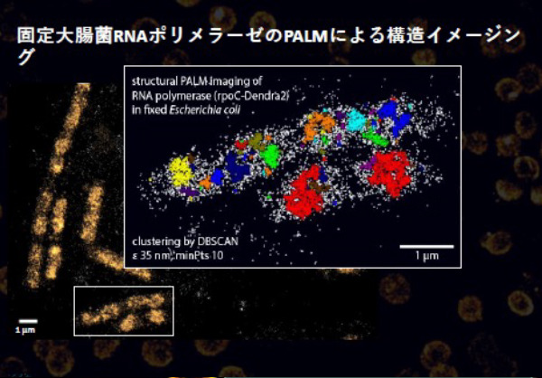 固定大腸菌RNAポリメラーゼのPALMによる構造イメージングの解説