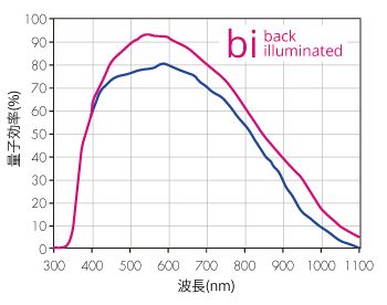 センサー量子効率曲線(青曲線：pco.panda4.2、赤曲線：pco.panda4.2-BI）