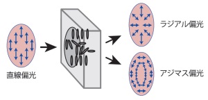 軸対称偏光コンバーター