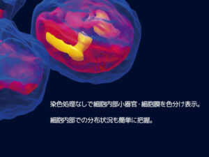 細胞観察用ホログラフィック顕微鏡　3D Cell Explorer